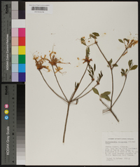 Rhododendron canescens image