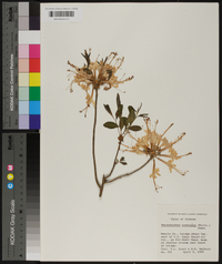 Rhododendron canescens image