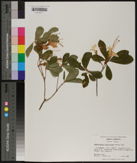 Rhododendron arborescens image