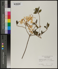 Rhododendron canescens image
