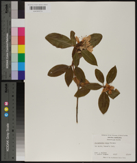 Rhododendron minus image