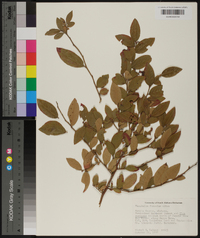 Vaccinium fuscatum image