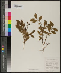 Vaccinium tenellum image