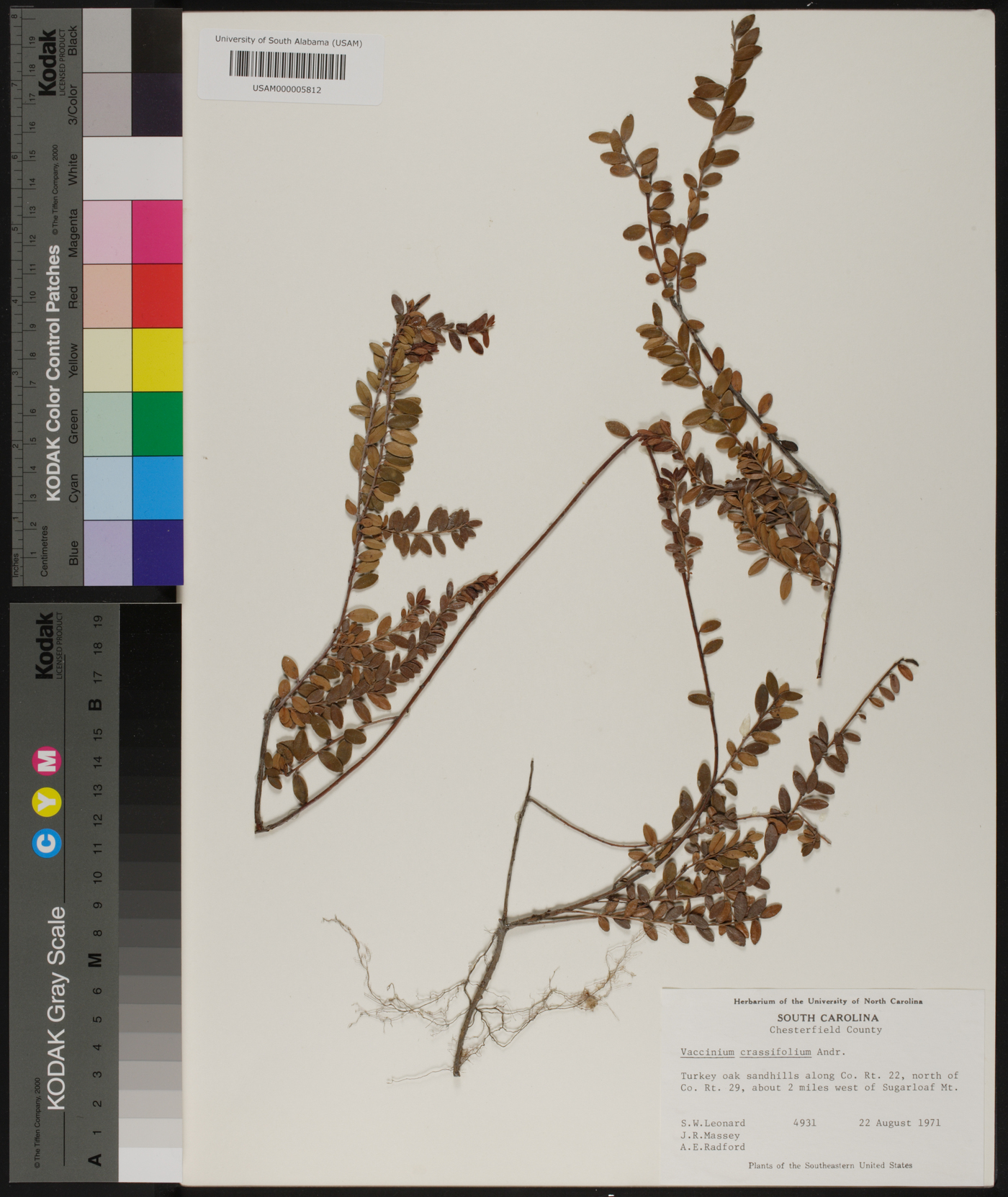 Vaccinium crassifolium image