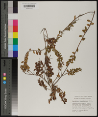 Vaccinium crassifolium image