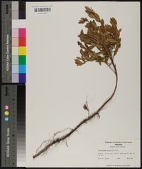 Vaccinium tenellum image