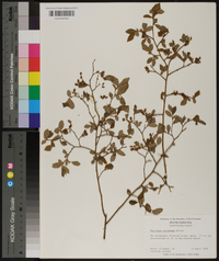 Vaccinium vacillans image