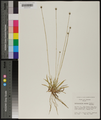 Lachnocaulon anceps image