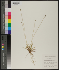 Lachnocaulon anceps image