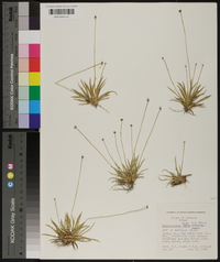 Lachnocaulon anceps image