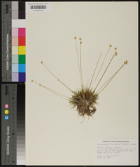 Syngonanthus flavidulus image