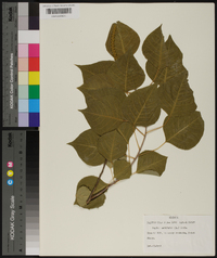 Sapium sebiferum image