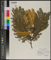 Albizia julibrissin image