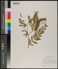 Astragalus canadensis image