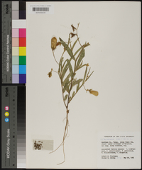 Crotalaria sagittalis image