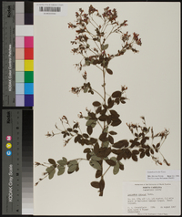 Lespedeza bicolor image