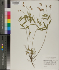 Orbexilum pedunculatum var. psoralioides image