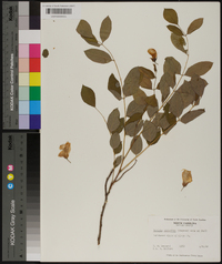 Robinia elliottii image