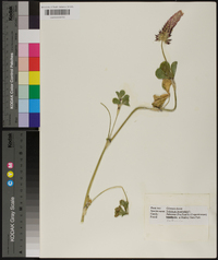 Trifolium incarnatum image