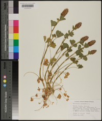 Trifolium incarnatum image