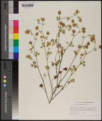 Trifolium nigrescens image