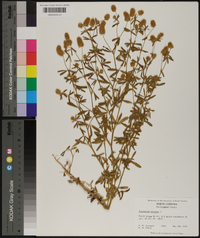 Trifolium arvense image