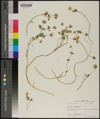 Trifolium hybridum image