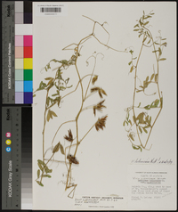 Vicia ludoviciana image