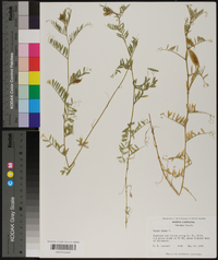 Vicia lutea image