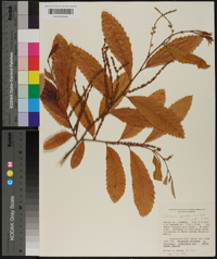 Castanea pumila var. ashei image