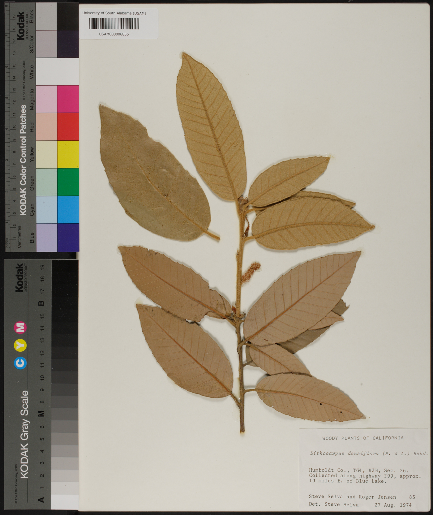 Lithocarpus densiflora image