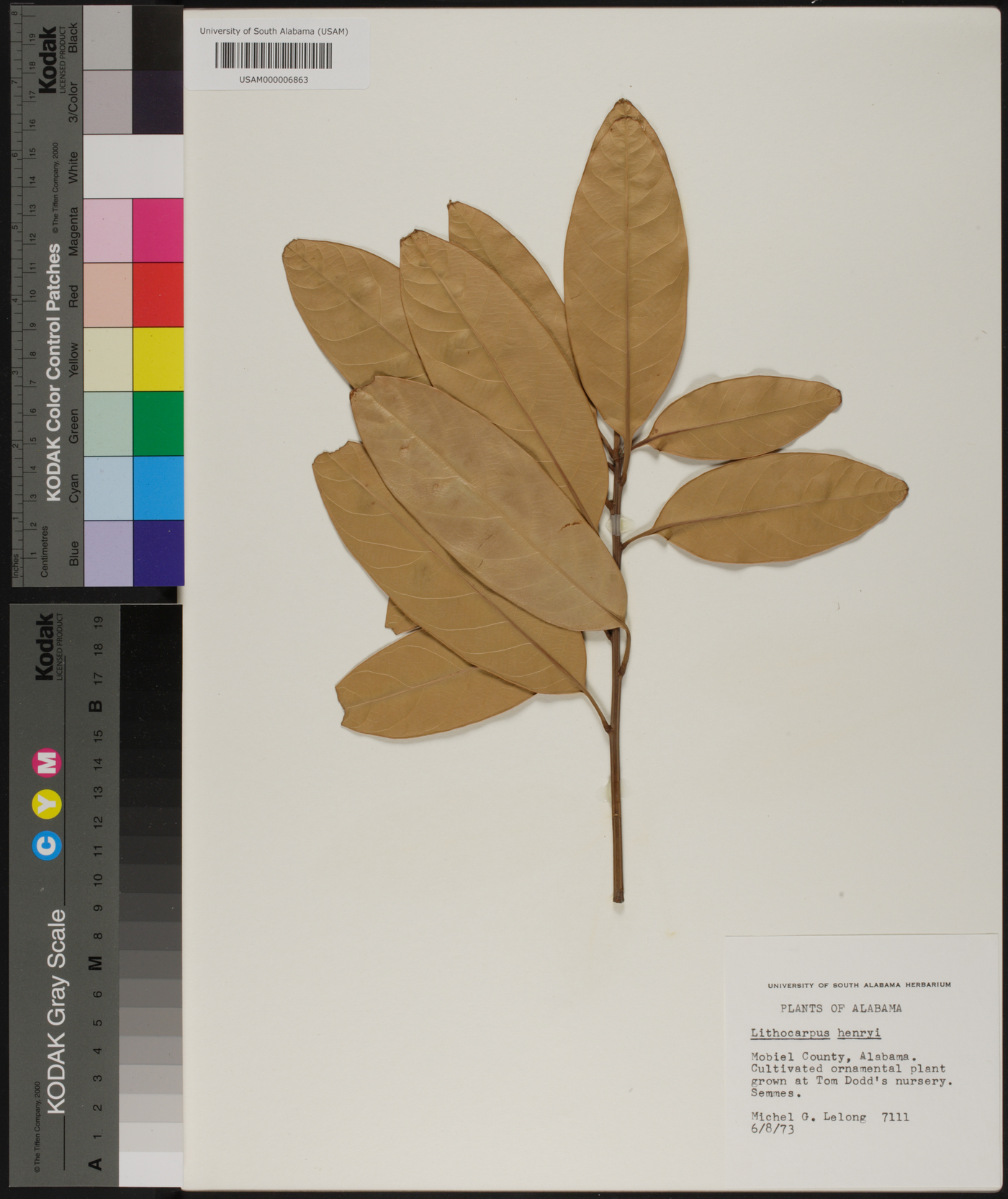 Lithocarpus henryi image