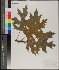 Quercus coccinea image