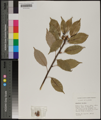 Quercus glauca image