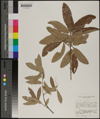 Quercus incana image