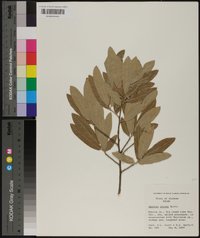 Quercus incana image