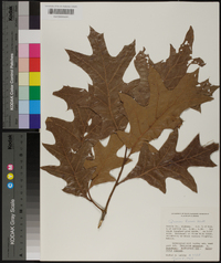 Quercus laevis image