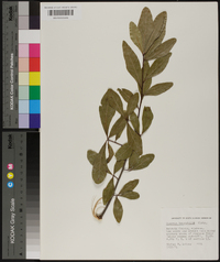 Quercus laurifolia image