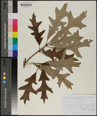 Quercus lyrata image