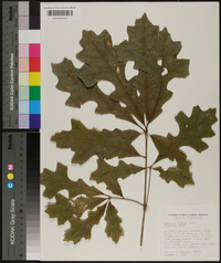 Quercus lyrata image