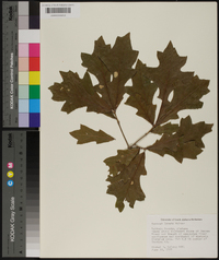 Quercus lyrata image