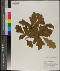 Quercus margaretta image