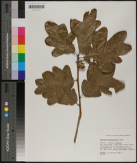 Quercus margaretta image