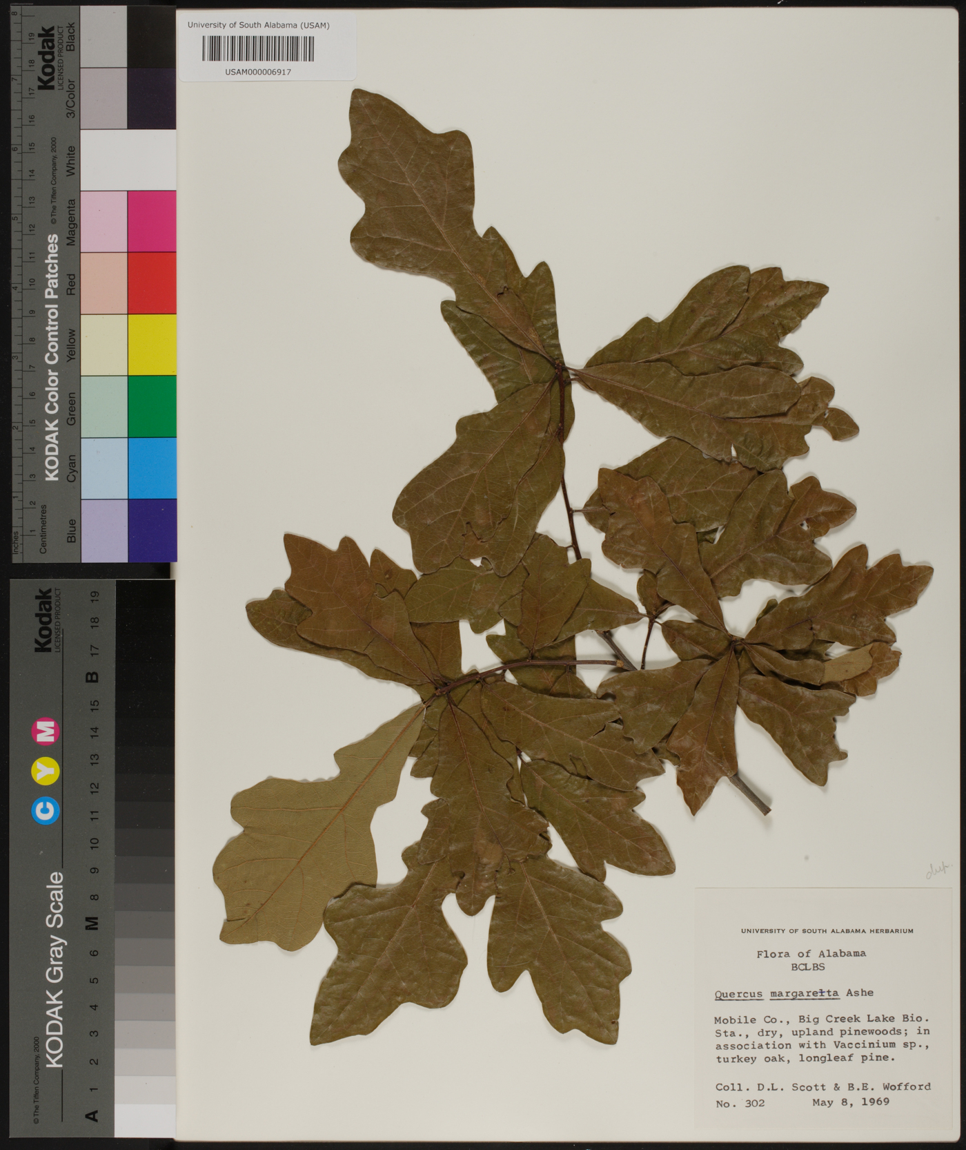 Quercus margaretta image