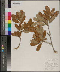 Quercus virginiana image