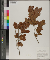 Quercus chapmanii image