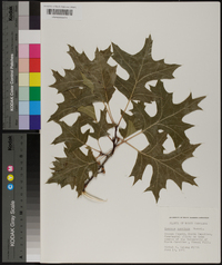 Quercus coccinea image