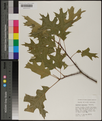 Quercus coccinea image