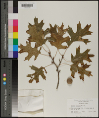 Quercus coccinea image