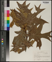 Quercus laevis image